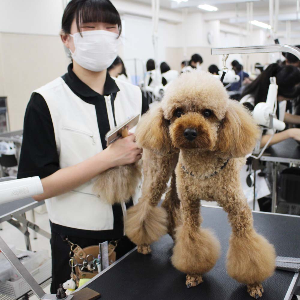 ２年生、お客様犬のトリミング☆